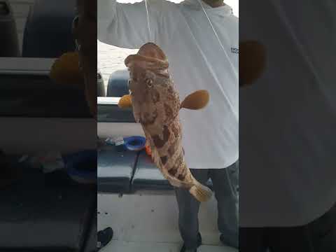 صيد هامور مع ابو فارس لحجز 0509343007