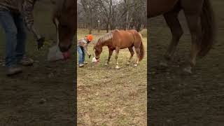 Horse heartwarming #cute #horse #animals #funny #aww #compilation #wow #cool