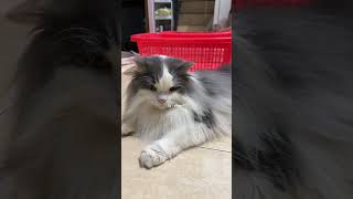 Apa bgt sih #kucingkucingtiktok #kucingkugemoy #kucingkucinglucu #kucingkuimut #kucingfyp