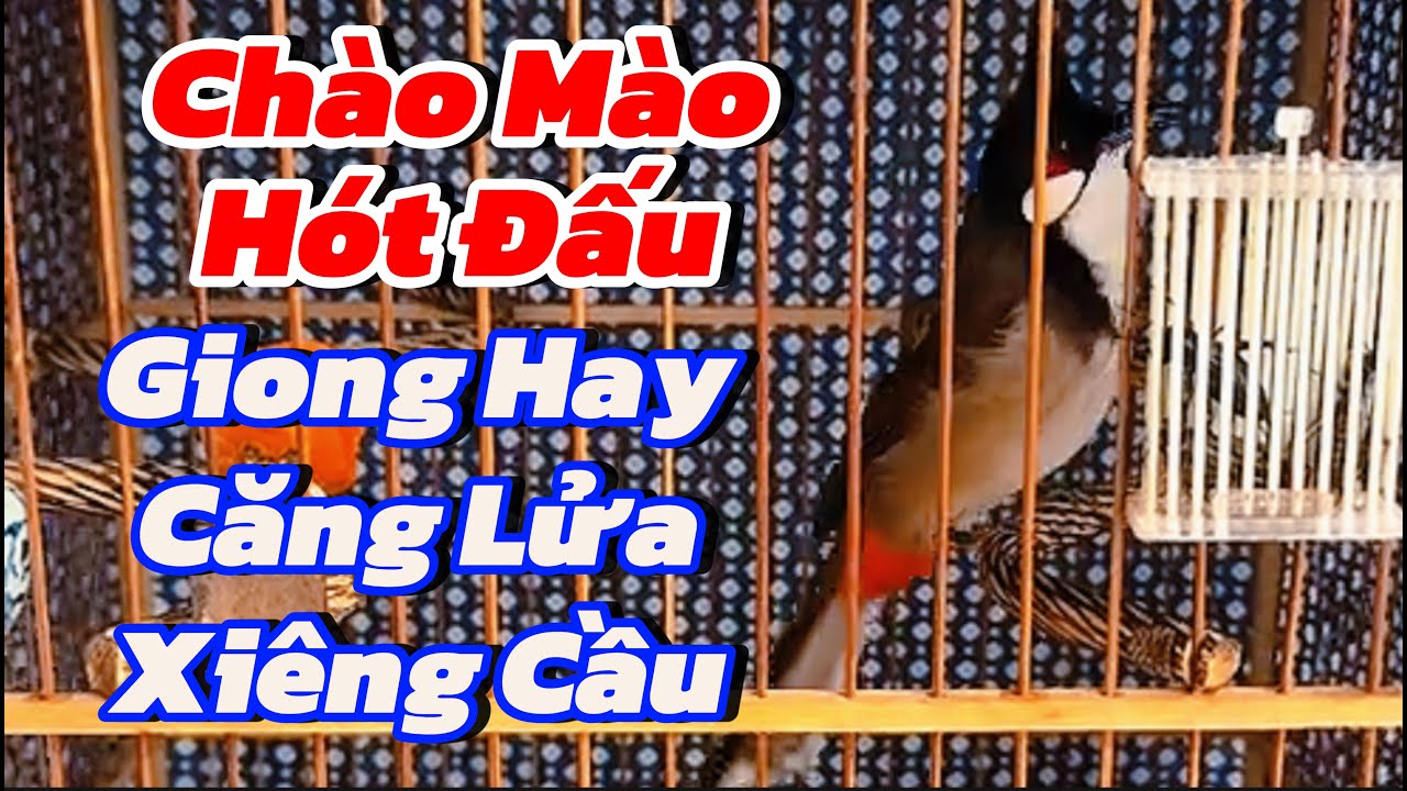 Chào Mào Hót Đấu | Giọng Hay Căng Lửa Xiêng Cầu