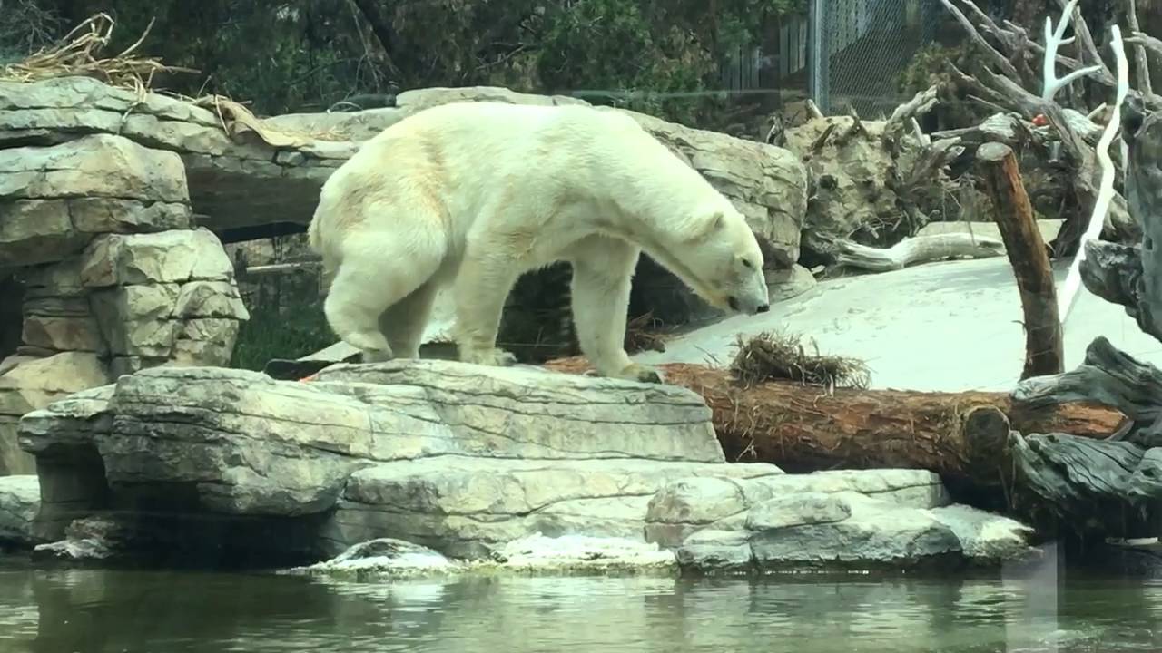 camera iphone 8 plus apk Polar bear at SD zoo eating carrots