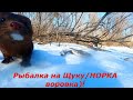 Рыбалка на ЩУКУ и Ельца/НОРКА проказница утянула весь УЛОВ!