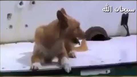 ( الله الذي أنزل الكتاب بالحق والميزان ) تلاوة خاشعة من سورة الشورى بصوت الشيخ عبدالله الموسى