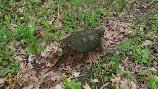 Snapping turtle crossing trail from one pond to another at Rondeau Park, Ontario, Canada in 4K