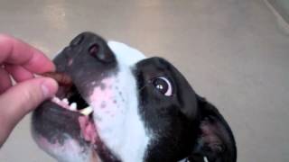 Diamond A 5 5 Year Old American Pit Bull Terrier Available For Adoption At The Wisconsin Humane Society