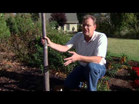 garden-tips-for-november-and-winter