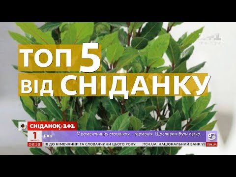 ТОП-5 кімнатних рослин для очищення повітря в квартирі