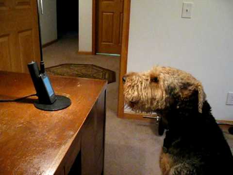 Stanley the Singing Airedale Talks on the Phone ...