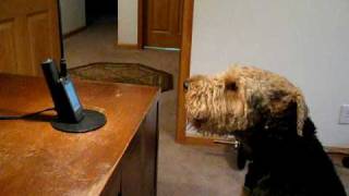 Stanley the Singing Airedale Talks on the Phone ...