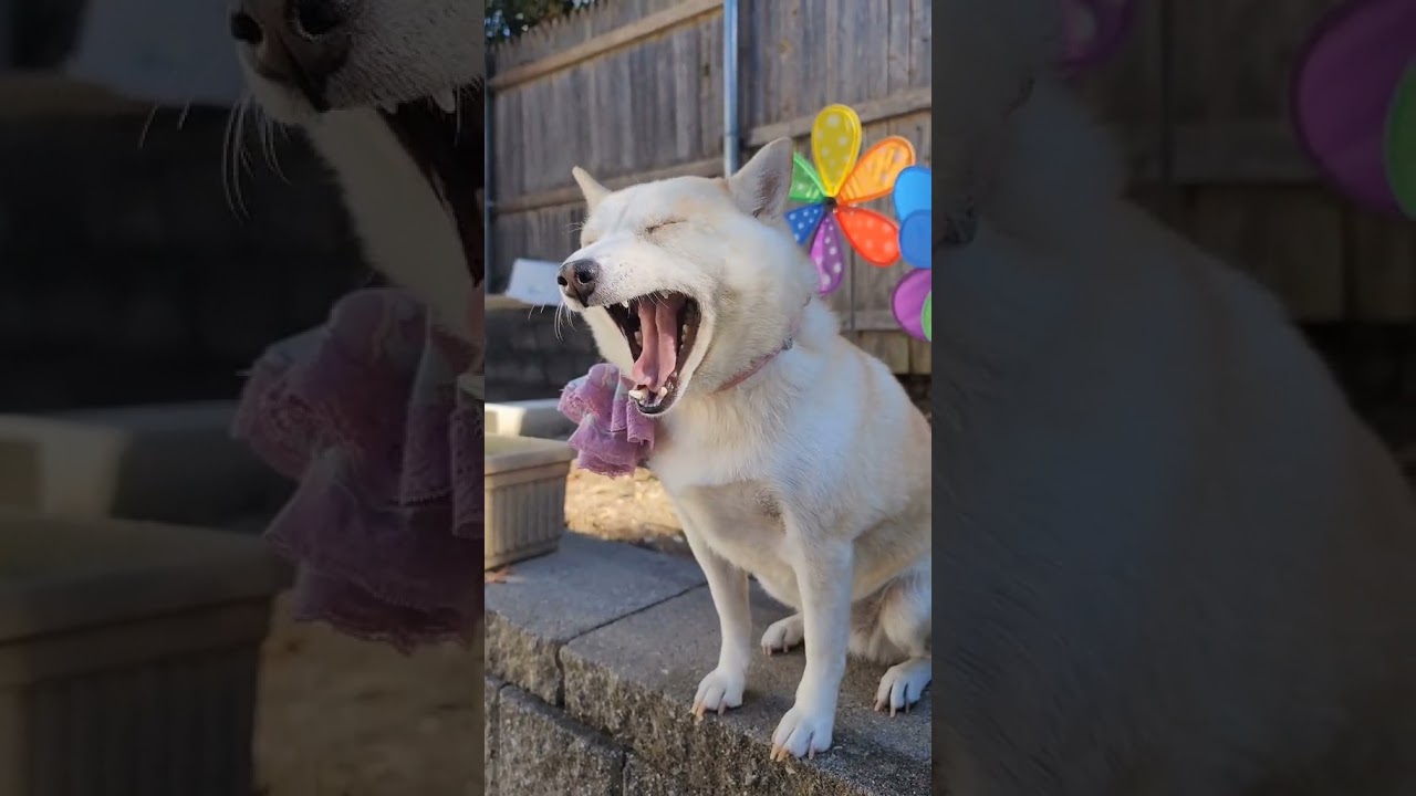 Catfish anthem by Mason Tv, so funny YouTube