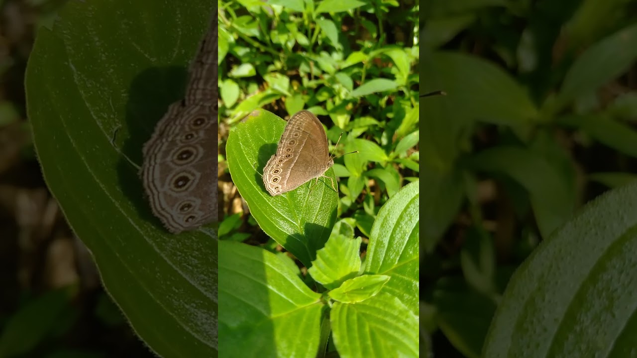 Brown Butterfly with Some Spots on its Wings 