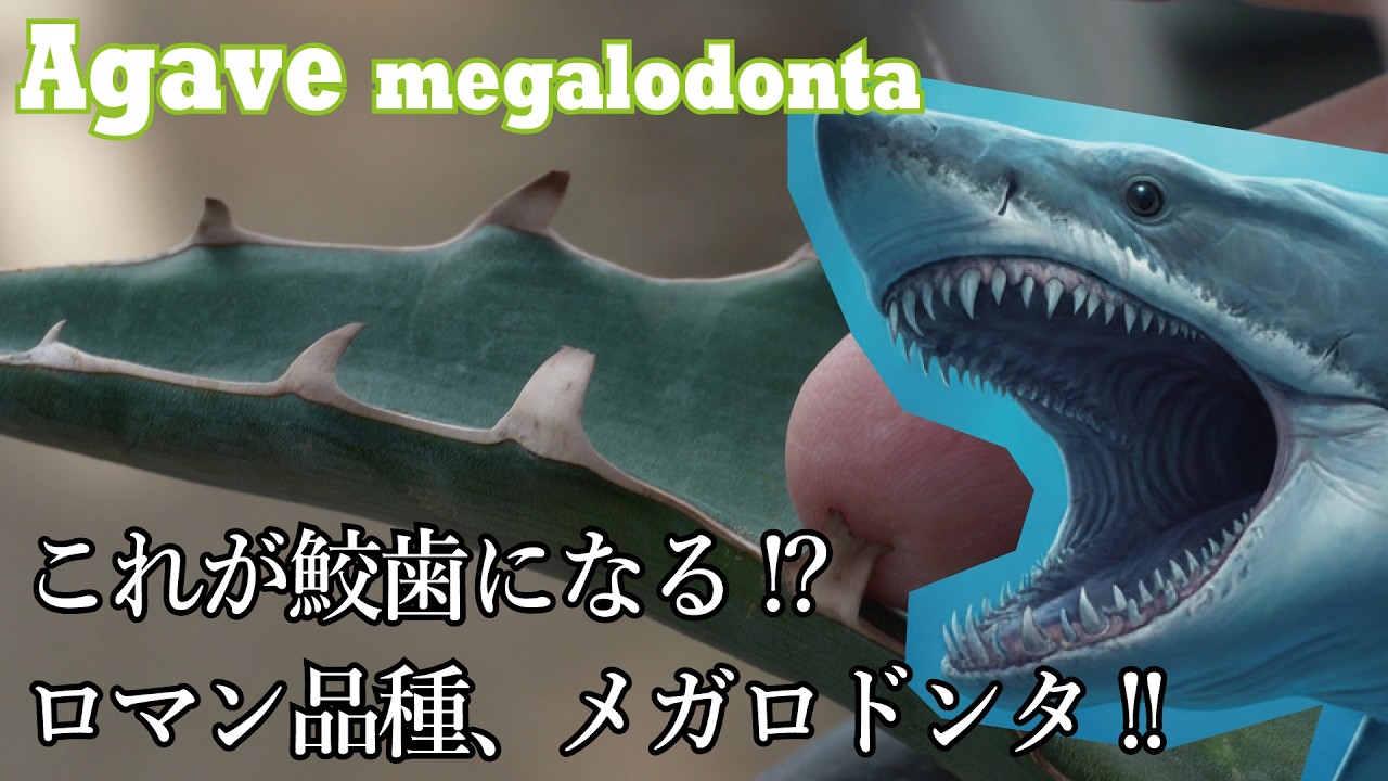 It's been a while since we last had an Agave episode! But it's