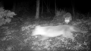 Territorial Tension When Two Foxes Meet