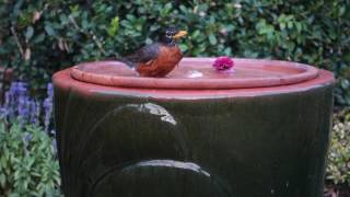 robin bathing cardinal drink
