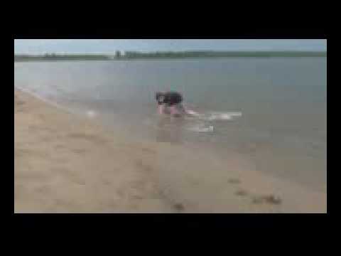 فيديوهات مضخة جدا