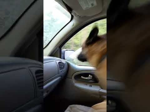 The Car With The Barking Dog 