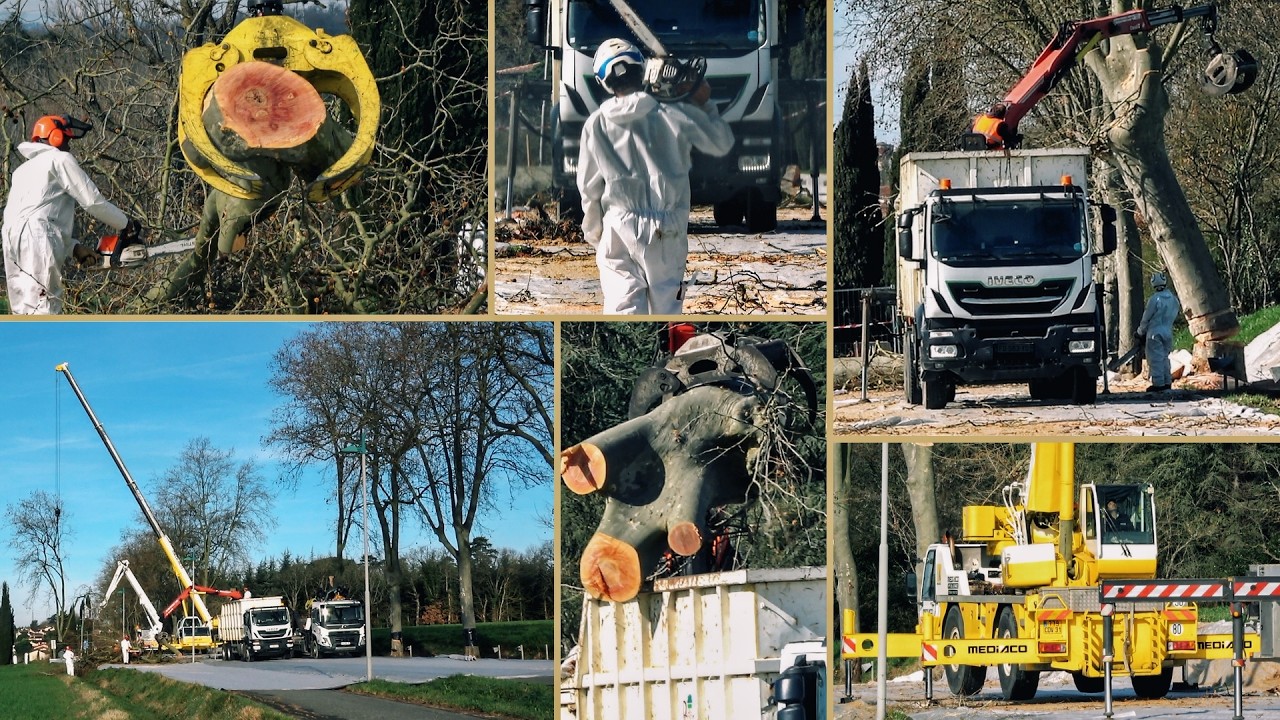 Les platanes qu’on abat, des bûcherons au boulot