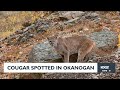 Cougar In Okanogan
