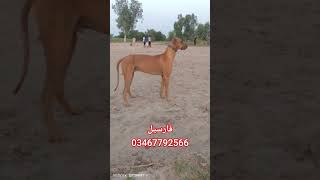Rave  breed Male .age 24 month For Sall strong bloodline.Contact inbox 03467792566 #love #