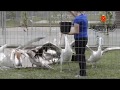 Кормят пеликанов, Алексин, Страусиная ферма