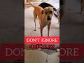 TAKE CARE OF  STRAY ANIMAL'S TO NEAR YOU