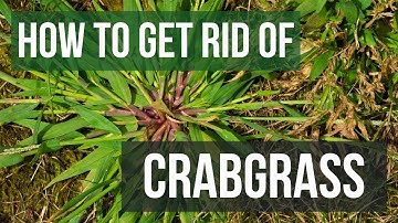 How to Get Rid of Crabgrass (4 Easy Steps)