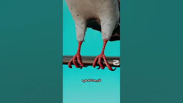 لماذا لا ي صع ق الطائر بالكهرباء عند وقوفه على الأسلاك السر الذي لا تعرفه 