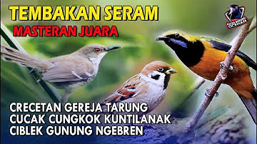 Tembakan Seram Crecetan Gereja Cucak Cungkok Kuntilanak Ciblek Gunung Ngebren |Masteran Burung Juara