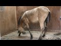 Bella at the beauty salon, to have her mane and forelock washed and combed out