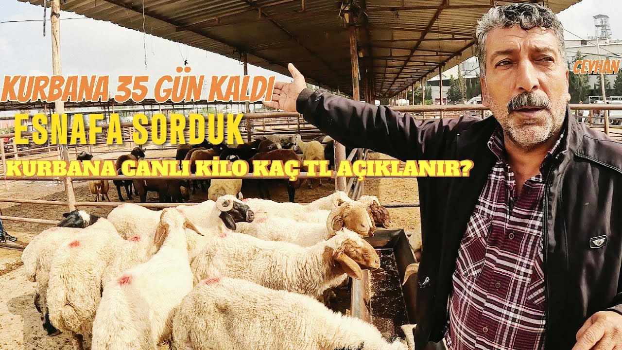 02.05.2025 CEYHAN KÜÇÜKBAŞ HAYVAN PAZARI #hayvanpazari #kurbanlık #koyun #adak #halepkeçisi #kuzu