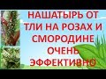 НАШАТЫРНЫЙ СПИРТ ОТ ТЛИ НА РОЗАХ И СМОРОДИНЕ🐛🐜🐞 Нашатырный спирт от вредителей в садоводстве.