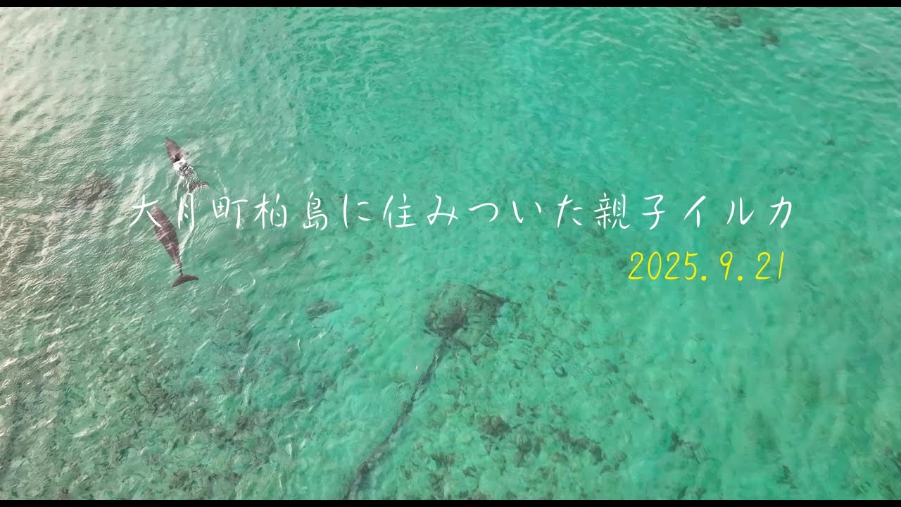 大月町柏島に住みついた親子イルカ