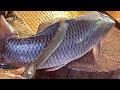 Amazing Cutting Skills | Big Rohu Fish Cutting By Expert Fish Cutter