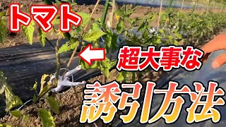 【トマト】誘引方法。成長には重要簡単なのでやってください