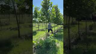 Pruning London Planetree