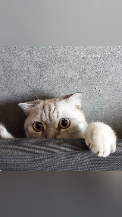 Мой Саймон😺 #кот #котик #котенок - YouTube