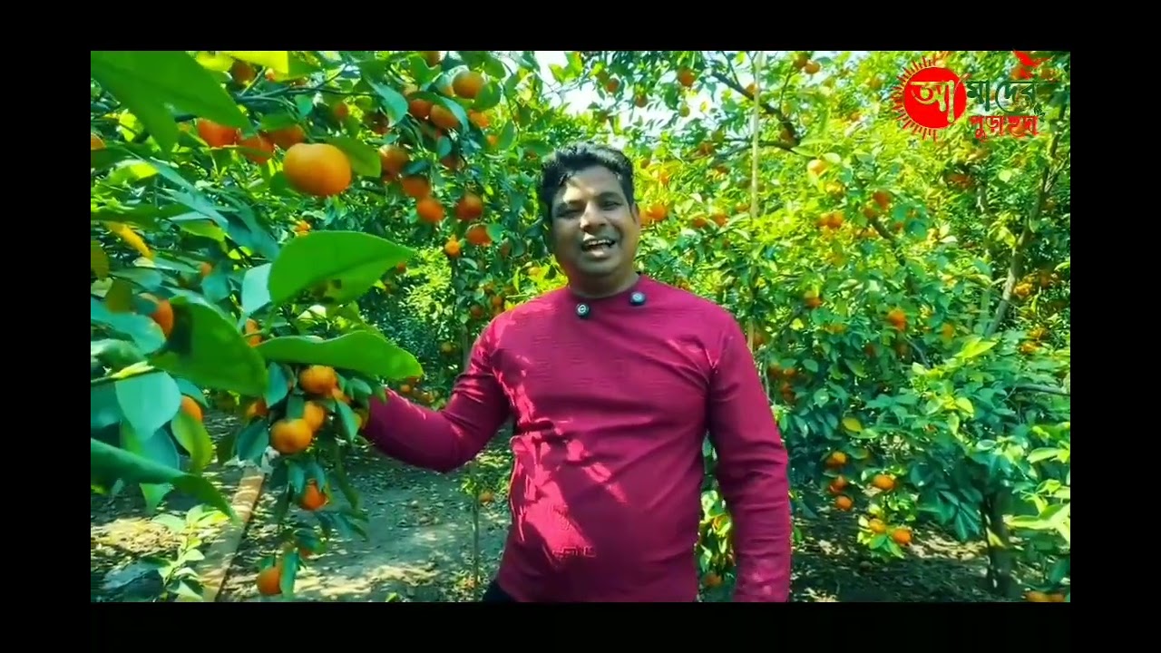 কৃষি উদ্যোক্তাদের জন্য ম্যান্ডারিন কমলা হতে পারে নতুন  সম্ভাবনা।