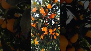 Sweet Lemon Fruiting In Bag