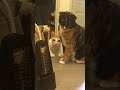 Подборка испуганных котов