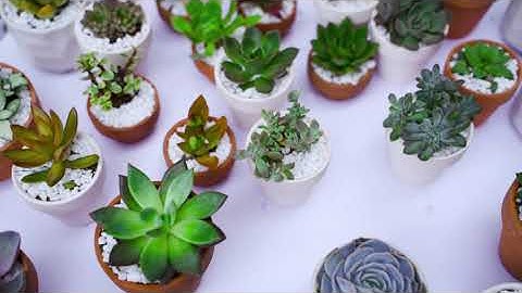 Giới thiệu Cửa hàng Cây Cảnh Hà Nội 188 Trung Kính 15s