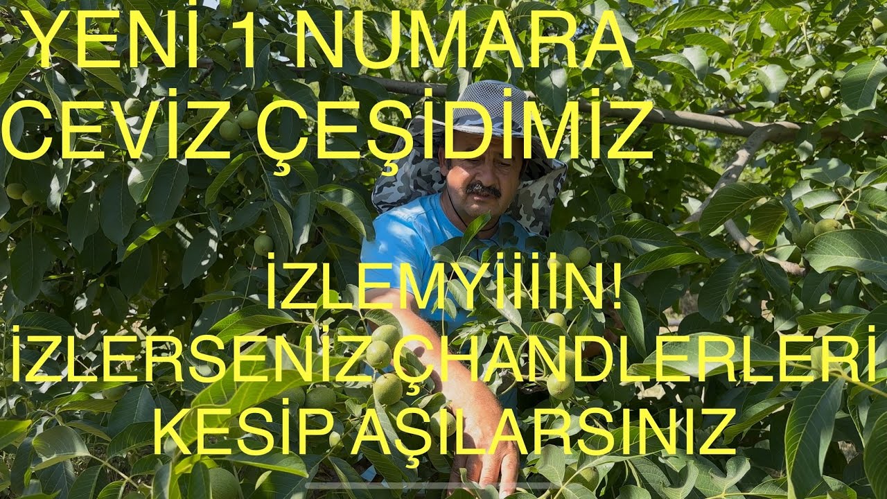 YENİ 1 Numaralı CEVİZ ÇEŞİDİMİZ. BU VİDEOYU İZLEMEYİN! Çhandlerleri kesip bunu aşılayabilirsiniz