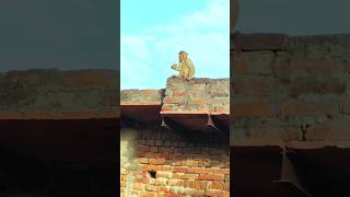 Bhai mere 100 rup.kab dega..#funny #monkey #shorts #bandar #viral