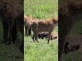 hyena and lion play games