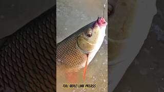 Amazing Hook Fishing | Fisherman Catching Big Rohu Fish | Float Fishing