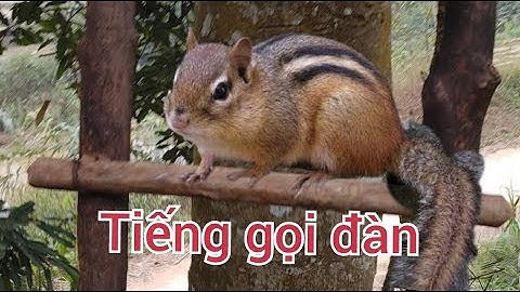 Tiếng sóc đất