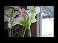 Amaryllis blooming time lapse