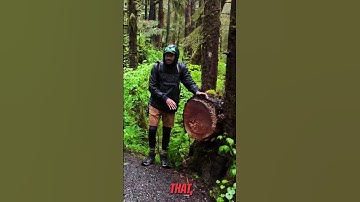 The Mystery of the Tree Rings #shorts