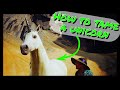 How to tame a unicorn in hogwarts legacy