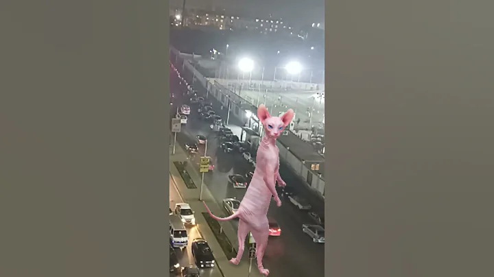 Video 11666671: sphynx cat cute lovely, cute funny sphynx cat, sphinx dance funny