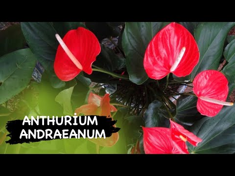 Antoryum, Anthurium andraeanum bakımı nasıl yapılır.?